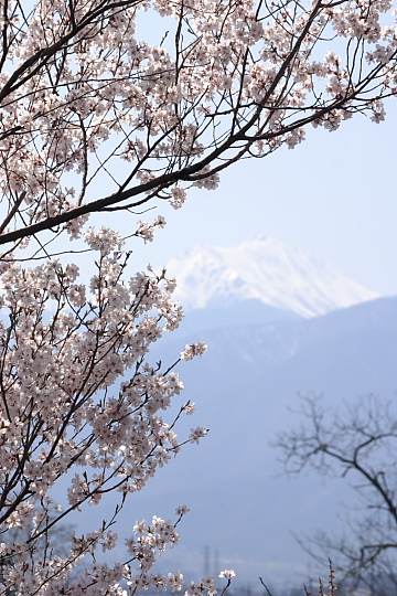 安曇野の桜と常念岳