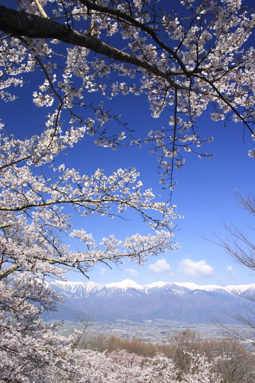 安曇野、光城山の桜
