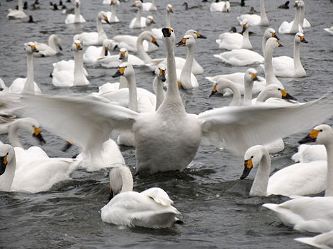 犀川白鳥湖の白鳥